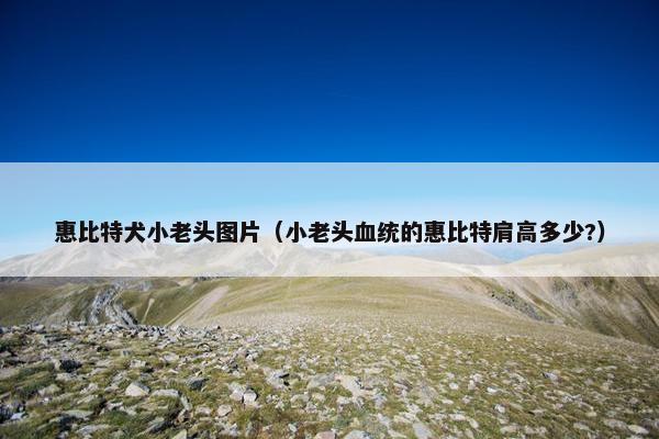 惠比特犬小老头图片（小老头血统的惠比特肩高多少?）
