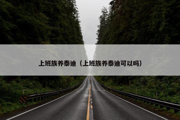 上班族养泰迪（上班族养泰迪可以吗）
