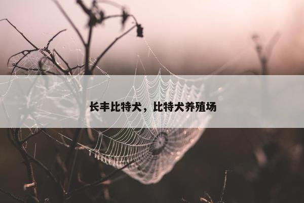 长丰比特犬，比特犬养殖场