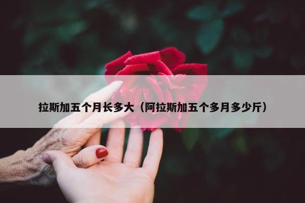 拉斯加五个月长多大（阿拉斯加五个多月多少斤）