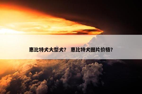 惠比特犬大型犬？ 惠比特犬图片价格？