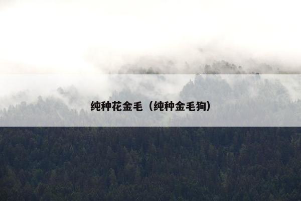 纯种花金毛（纯种金毛狗）