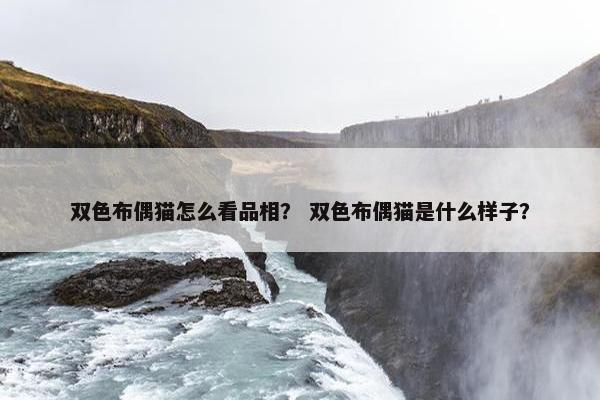 双色布偶猫怎么看品相？ 双色布偶猫是什么样子？