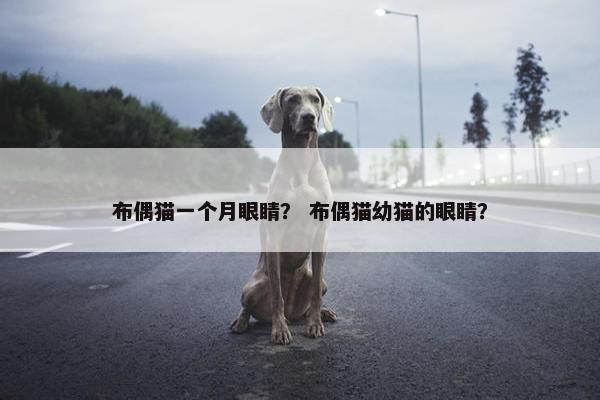 布偶猫一个月眼睛？ 布偶猫幼猫的眼睛？