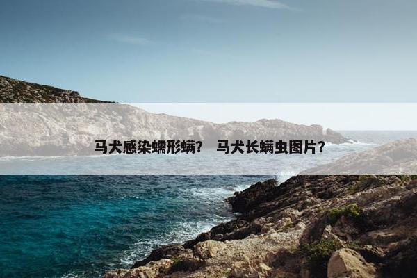 马犬感染蠕形螨？ 马犬长螨虫图片？
