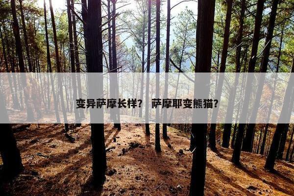 变异萨摩长样？ 萨摩耶变熊猫？
