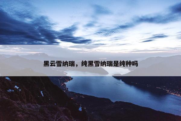 黑云雪纳瑞，纯黑雪纳瑞是纯种吗