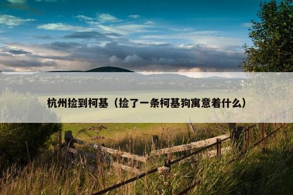 杭州捡到柯基（捡了一条柯基狗寓意着什么）