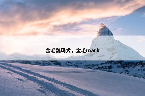 金毛魏玛犬，金毛mark
