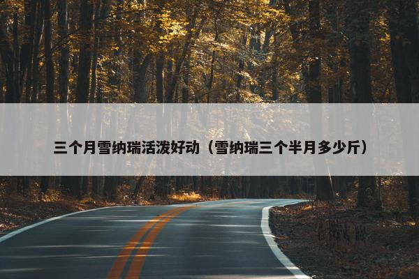 三个月雪纳瑞活泼好动（雪纳瑞三个半月多少斤）