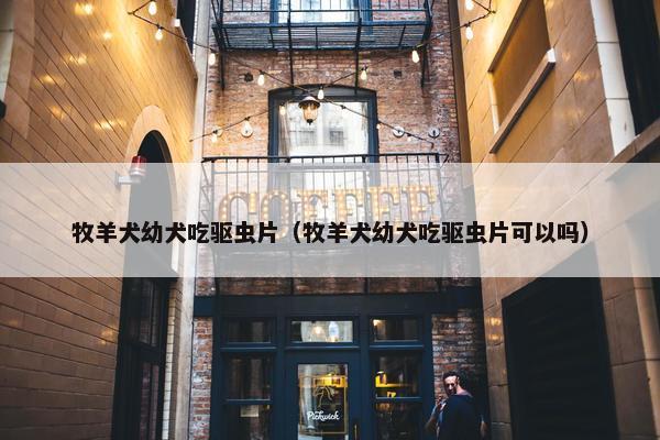 牧羊犬幼犬吃驱虫片（牧羊犬幼犬吃驱虫片可以吗）