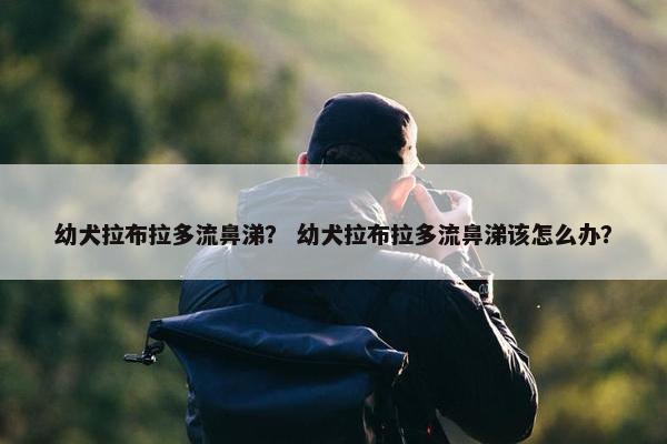 幼犬拉布拉多流鼻涕？ 幼犬拉布拉多流鼻涕该怎么办？
