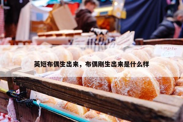 英短布偶生出来，布偶刚生出来是什么样