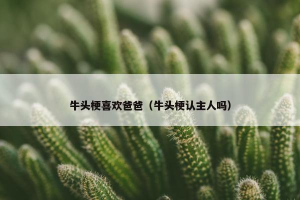 牛头梗喜欢爸爸（牛头梗认主人吗）