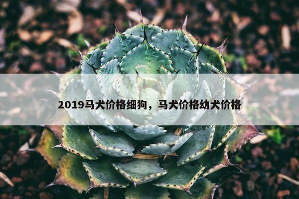 2019马犬价格细狗，马犬价格幼犬价格