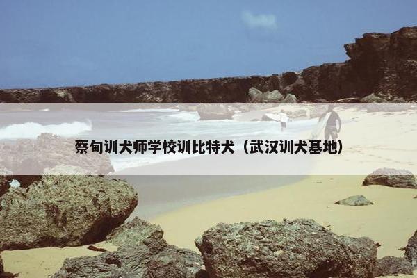 蔡甸训犬师学校训比特犬（武汉训犬基地）
