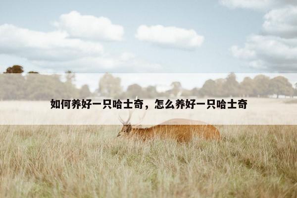如何养好一只哈士奇，怎么养好一只哈士奇