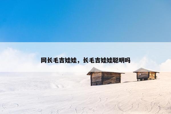 网长毛吉娃娃，长毛吉娃娃聪明吗