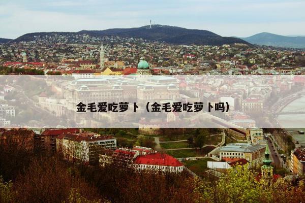金毛爱吃萝卜（金毛爱吃萝卜吗）