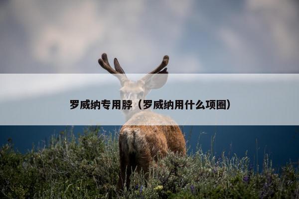 罗威纳专用脖（罗威纳用什么项圈）