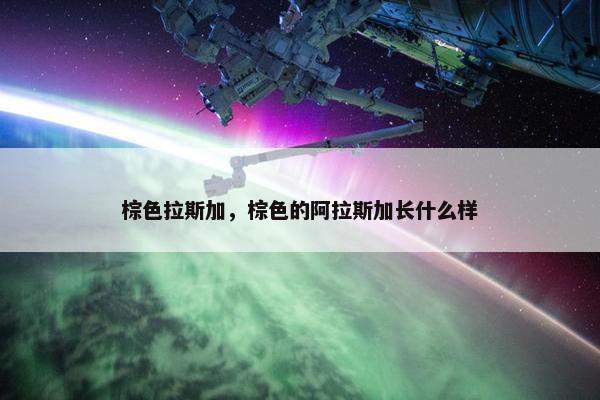 棕色拉斯加，棕色的阿拉斯加长什么样