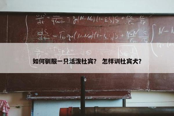 如何驯服一只活泼杜宾？ 怎样训杜宾犬？