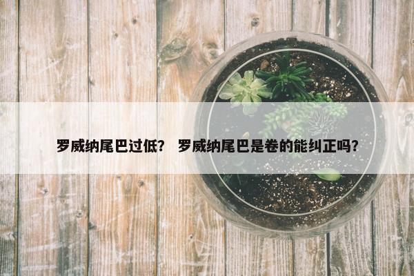 罗威纳尾巴过低？ 罗威纳尾巴是卷的能纠正吗？