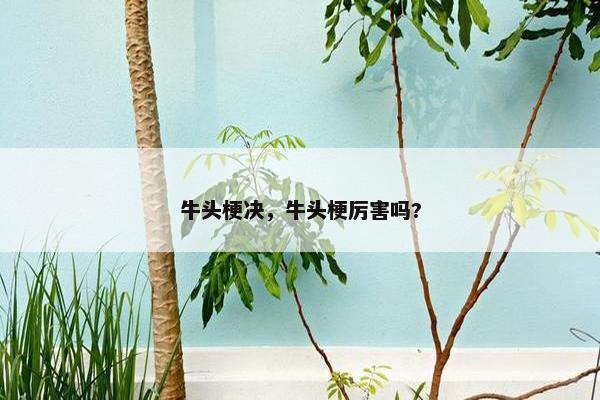 牛头梗决，牛头梗厉害吗?