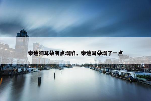 泰迪狗耳朵有点塌陷，泰迪耳朵塌了一点