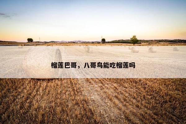 榴莲巴哥，八哥鸟能吃榴莲吗