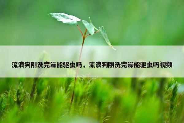 流浪狗刚洗完澡能驱虫吗，流浪狗刚洗完澡能驱虫吗视频