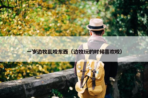 一岁边牧乱咬东西（边牧玩的时候喜欢咬）