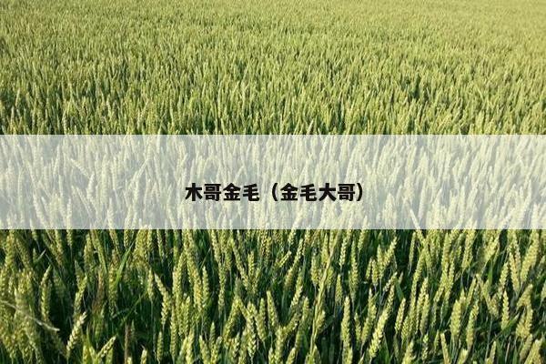 木哥金毛（金毛大哥）