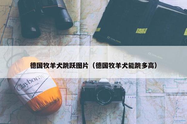 德国牧羊犬跳跃图片（德国牧羊犬能跳多高）