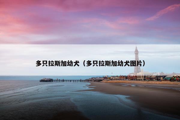 多只拉斯加幼犬（多只拉斯加幼犬图片）