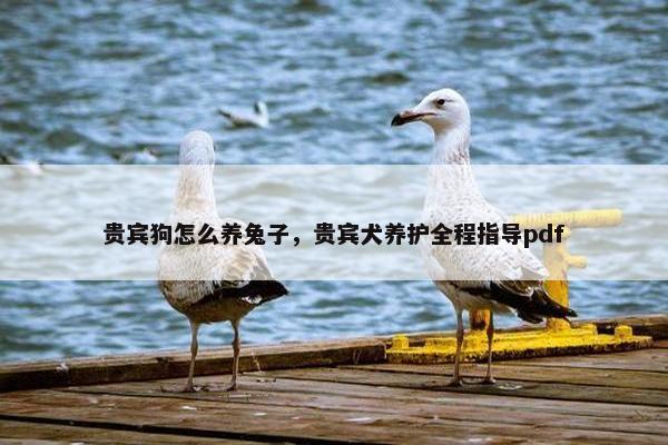 贵宾狗怎么养兔子，贵宾犬养护全程指导pdf