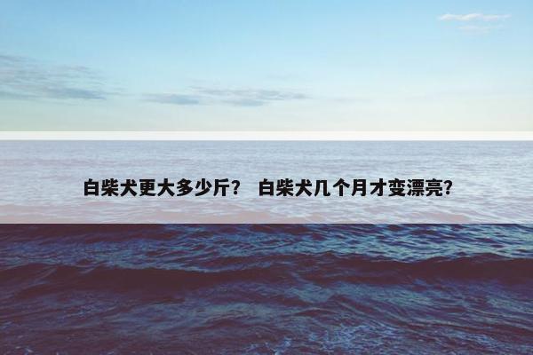 白柴犬更大多少斤？ 白柴犬几个月才变漂亮？