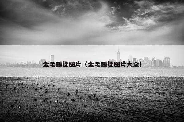 金毛睡觉图片（金毛睡觉图片大全）