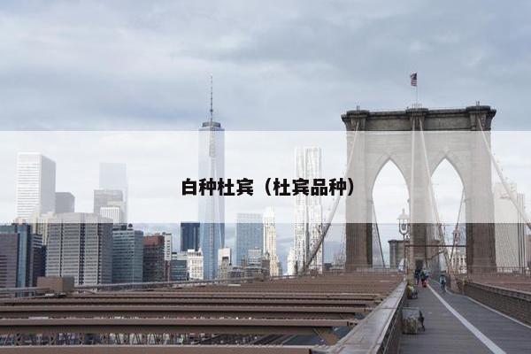 白种杜宾（杜宾品种）