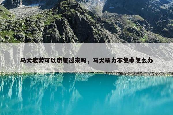 马犬疲劳可以康复过来吗，马犬精力不集中怎么办