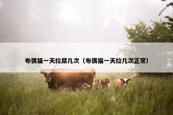 布偶猫一天拉尿几次（布偶猫一天拉几次正常）