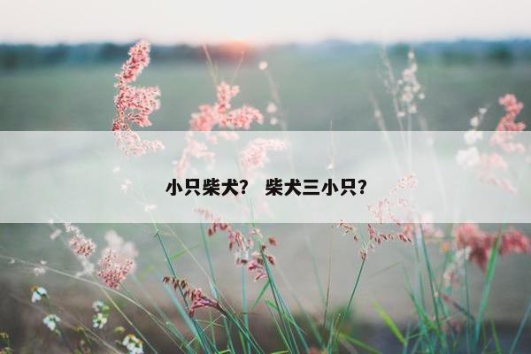 小只柴犬？ 柴犬三小只？