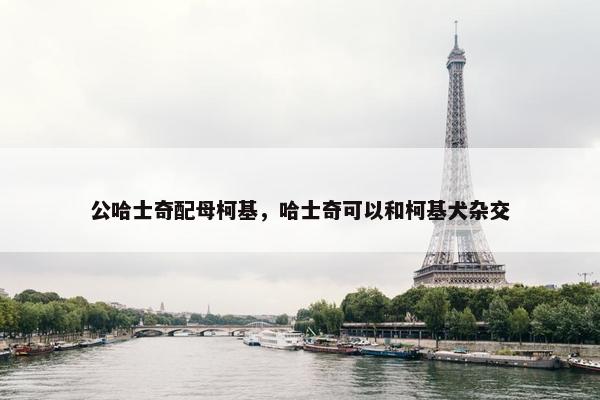 公哈士奇配母柯基，哈士奇可以和柯基犬杂交