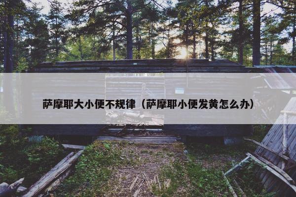 萨摩耶大小便不规律（萨摩耶小便发黄怎么办）