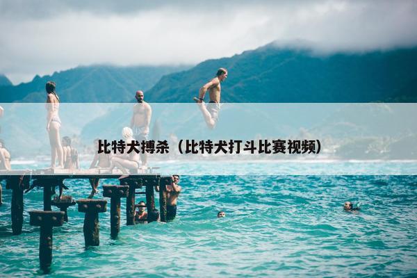 比特犬搏杀（比特犬打斗比赛视频）