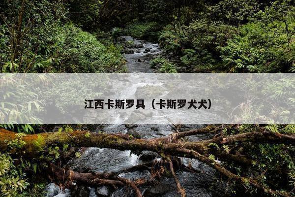 江西卡斯罗具（卡斯罗犬犬）