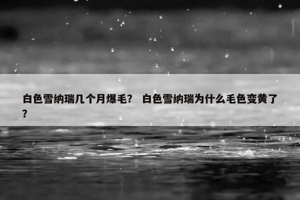 白色雪纳瑞几个月爆毛？ 白色雪纳瑞为什么毛色变黄了？