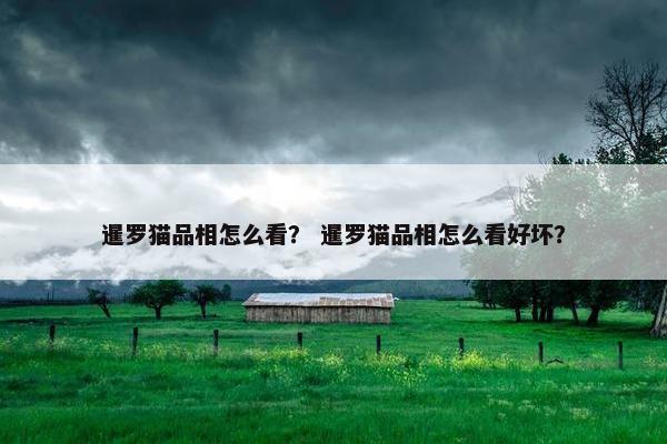 暹罗猫品相怎么看？ 暹罗猫品相怎么看好坏？