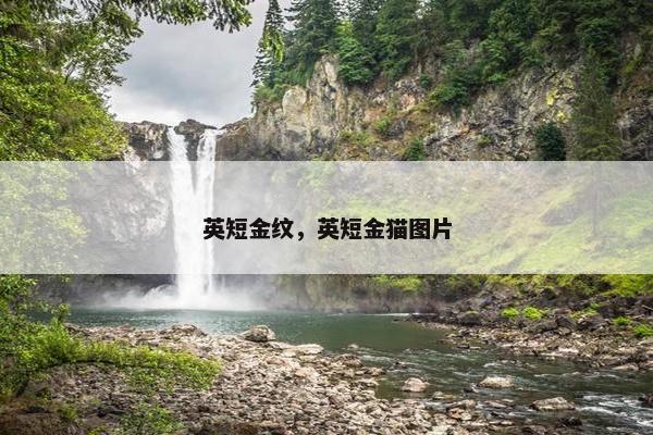 英短金纹，英短金猫图片