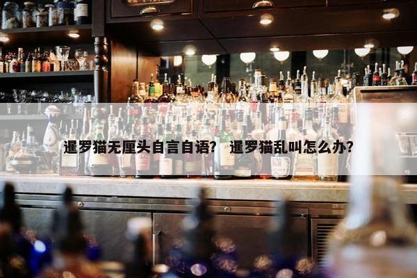暹罗猫无厘头自言自语？ 暹罗猫乱叫怎么办？